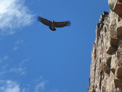 Alpinismo Vagabondo - Cerro Colorado (Patagonia cilena) - Il volo dei condor