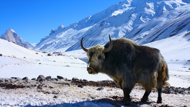 Trekking Invernale sullo Zanskar