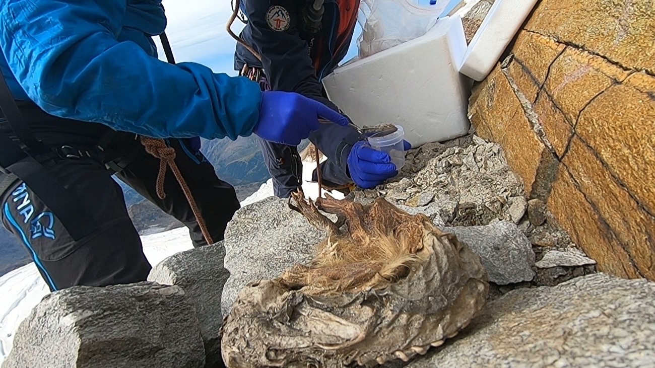Mummia di Marmotta del Lyskamm