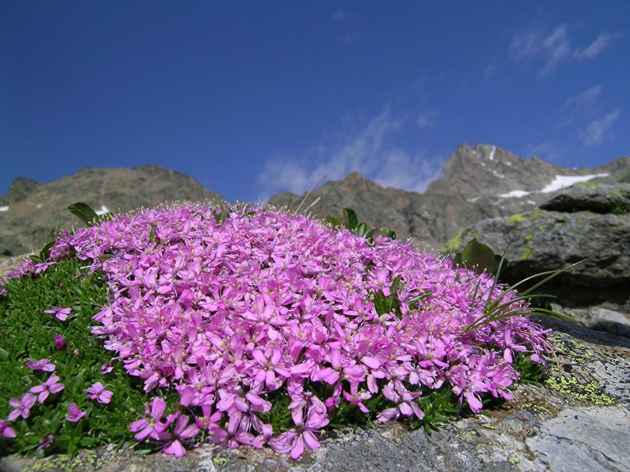 Gran Paradiso National Park