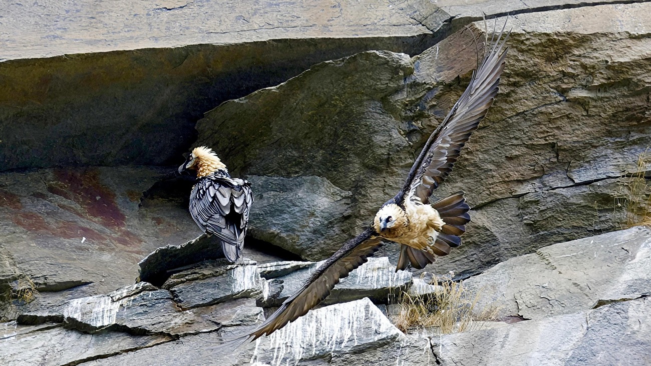 Gran Paradiso National Park