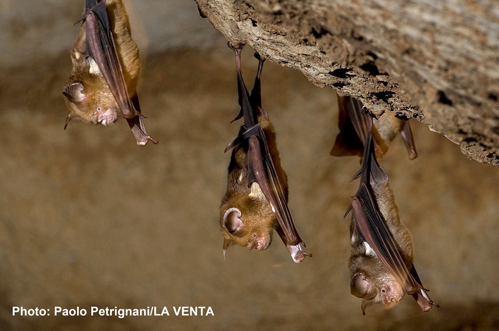 Bats in Covid times