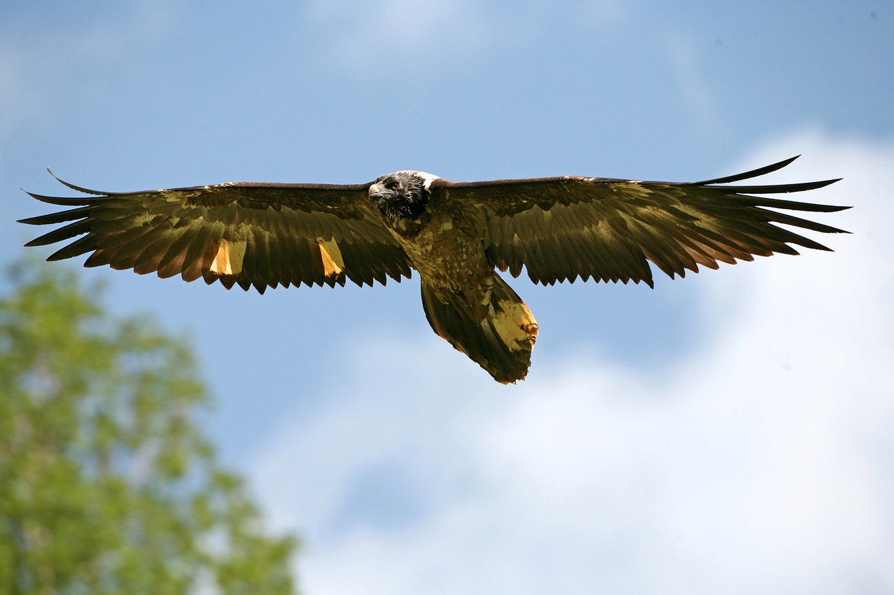 Bearded vulture - Gypaetus barbatus