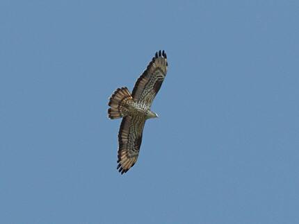 Parco del Monviso - Falco Pecchiaiolo nel Parco del Monviso