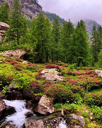 Elisa Lauretano - Elisa Lauretano al Rifugio Barbara in Val Pellice, estate 2024