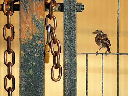 Wildlife Photographer of the Year 2024 - Free as a Bird di Alberto Román Gómez, Spain, Wildlife Photographer of the Year. Vincitore, 10 anni e meno