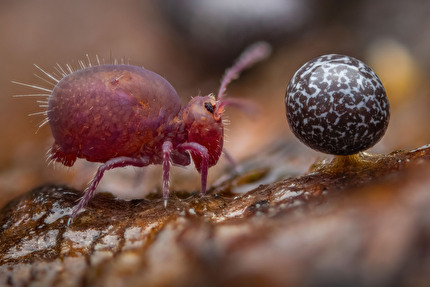 Wildlife Photographer of the Year 2024 - Life Under Dead Wood by Alexis Tinker-Tsavalas, Germany, Wildlife Photographer of the Year. Winner, 15-17 Years