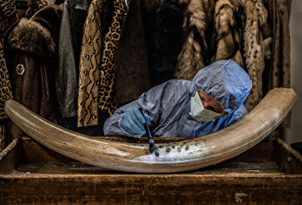 Wildlife Photographer of the Year 2024 - Dusting for New Evidence by Britta Jaschinski, Germany/UK, Wildlife Photographer of the Year. Photojournalism