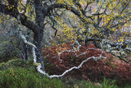 Wildlife Photographer of the Year 2024 - Old Man of the Glen di Fortunato Gatto, Italy, Wildlife Photographer of the Year. Vincitore, Piante e funghi