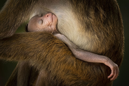 Wildlife Photographer of the Year 2024 - A Tranquil Moment di Hikkaduwa Liyanage Prasantha Vinod, Sri Lanka, Wildlife Photographer of the Year. Vincitore, Comportamento: Mammiferi,