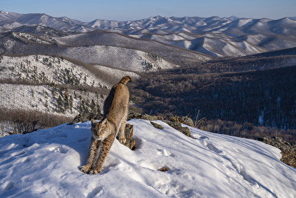 Wildlife Photographer of the Year 2024 - Frontier of the Lynx di Igor Metelskiy, Russia  Wildlife Photographer of the Year. Vincitore, Animali nel loro ambiente