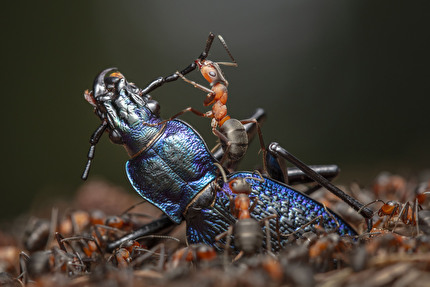 Wildlife Photographer of the Year 2024 - The Demolition Squad di Ingo Arndt, Germany, Wildlife Photographer of the Year. Vincitore, Comportamento: Invertebrati