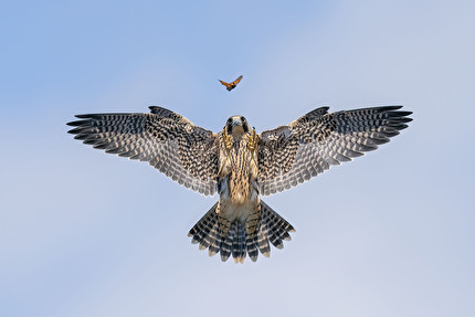 Wildlife Photographer of the Year 2024 - Practice Makes Perfect by Jack Zhi, USA, Wildlife Photographer of the Year. Winner, Behaviour: Birds