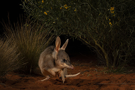 Wildlife Photographer of the Year 2024 - Hope for the Ninu by Jannico Kelk, Australia, Wildlife Photographer of the Year. Winner, Impact Award