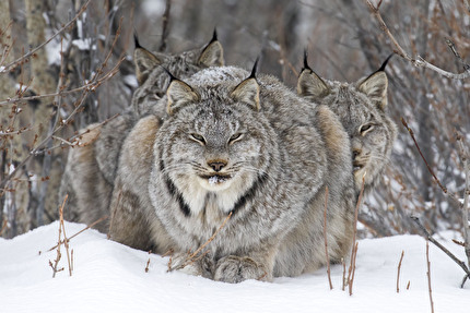 Wildlife Photographer of the Year 2024 - On Watch di John E Marriott, Wildlife Photographer of the Year. Vincitore, Ritratti di animali