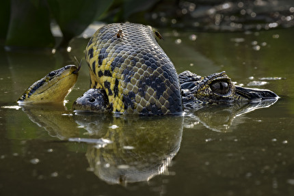 Wildlife Photographer of the Year 2024 - Wetland Wrestle by Karine Aigner, Wildlife Photographer of the Year. Vincitore, Comportamento: Anfibi e Rettili