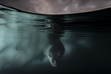 Wildlife Photographer of the Year 2024 - Under the Waterline di Matthew Smith, Wildlife Photographer of the Year. Vincitore, Sott'acqua