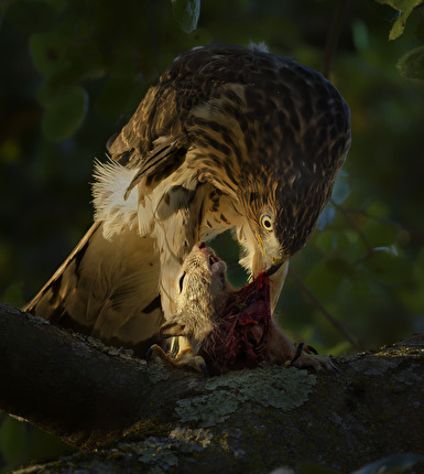 Wildlife Photographer of the Year 2024 - An Evening Meal by Parham Pourahmad, USA, Wildlife Photographer of the Year. Winner, 11-14 Years