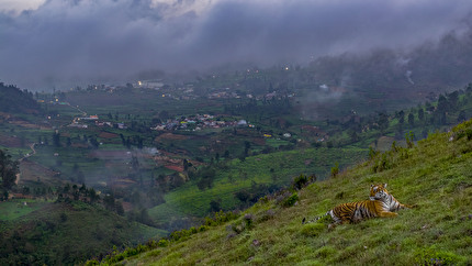 Wildlife Photographer of the Year 2024 - Tiger in Town di Robin Darius Conz, Wildlife Photographer of the Year. Vincitore, Fauna selvatica urbana