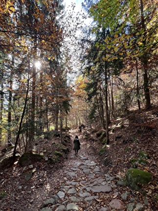 Piramidi di terra Renon, Alto Adige - Piramidi di terra del Renon - Soprabolzano: la discesa nel bosco