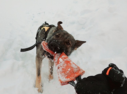 Soccorso Alpino - Cani da valanga del Soccorso Alpino in azione