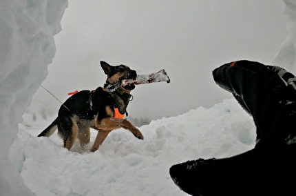 Soccorso Alpino - Cani da valanga del Soccorso Alpino in azione