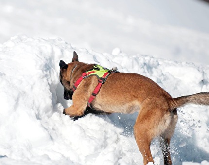 Soccorso Alpino - Cani da valanga del Soccorso Alpino in azione