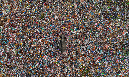 Wildlife Photographer of the Year 2025 rivela un'anteprima delle foto più belle della 61° edizione