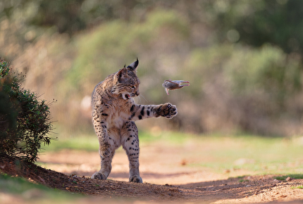 Wildlife Photographer of the Year Nuveen People's Choice Award 2026 - Flying Rodent by Josef Stefan (Austria): A young lynx playfully throws a rodent into the air before killing and devouring i Wildlife Photographer of the Year Nuveen People's Choice Award 2026 - Flying Rodent by Josef Stefan (Austria): A young lynx playfully throws a rodent into the air before killing and devouring i