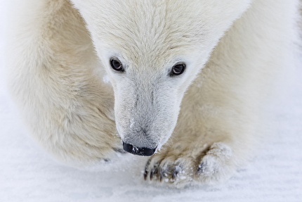 Wildlife Photographer of the Year Nuveen People's Choice Award 2026 - The Final Portrait by Nima Sarikhani (UK): A polar bear cub looks into the camera as it accompanies its mother on an unsuccessful hunting trip. Wildlife Photographer of the Year Nuveen People's Choice Award 2026 - The Final Portrait by Nima Sarikhani (UK): A polar bear cub looks into the camera as it accompanies its mother on an unsuccessful hunting trip.
