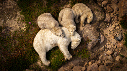 Wildlife Photographer of the Year Nuveen People's Choice Award 2026 - Family Rest by Christopher Paetkau (Canada): A mother polar bear and her three cubs pause peacefully in the summer heat. Wildlife Photographer of the Year Nuveen People's Choice Award 2026 - Family Rest by Christopher Paetkau (Canada): A mother polar bear and her three cubs pause peacefully in the summer heat.