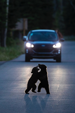 Wildlife Photographer of the Year Nuveen People's Choice Award 2026 - Dancing in the Headlights by Will Nicholls (UK): A silhouetted pair of young bear cubs rear up and play-fight in the middle of a quiet road. Wildlife Photographer of the Year Nuveen People's Choice Award 2026 - Dancing in the Headlights by Will Nicholls (UK): A silhouetted pair of young bear cubs rear up and play-fight in the middle of a quiet road.