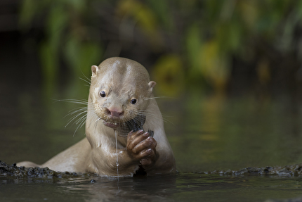 Wildlife Photographer of the Year Nuveen People's Choice Award 2026 - Uniqueness by Daniela Anger (Germany): A leucistic otter feeds on a catfish in Mato Grosso do Sul, Brazil. Uniq Wildlife Photographer of the Year Nuveen People's Choice Award 2026 - Uniqueness by Daniela Anger (Germany): A leucistic otter feeds on a catfish in Mato Grosso do Sul, Brazil. Uniq
