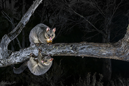 Wildlife Photographer of the Year Nuveen People's Choice Award 2026 - Above and Below by Charles Davis (Australia): A brushtail possum joey mirrors its mother climbing a branch while out foraging. Wildlife Photographer of the Year Nuveen People's Choice Award 2026 - Above and Below by Charles Davis (Australia): A brushtail possum joey mirrors its mother climbing a branch while out foraging.