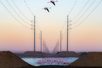 Wildlife Photographer of the Year Nuveen People's Choice Award 2026 - Beauty Against the Beast by Alexandre Brisson (Switzerland): A group of flamingos stands out against a stark industrial backdrop of power lines. Wildlife Photographer of the Year Nuveen People's Choice Award 2026 - Beauty Against the Beast by Alexandre Brisson (Switzerland): A group of flamingos stands out against a stark industrial backdrop of power lines.