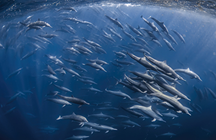 Wildlife Photographer of the Year Nuveen People's Choice Award 2026 - Swirling Superpod by Cecile Gabillon (France): A spectacular superpod of spinner dolphins herds lanternfish towards the surface of the ocean. Wildlife Photographer of the Year Nuveen People's Choice Award 2026 - Swirling Superpod by Cecile Gabillon (France): A spectacular superpod of spinner dolphins herds lanternfish towards the surface of the ocean.