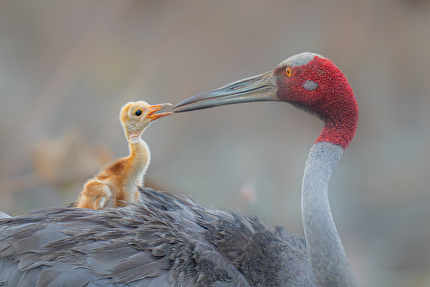 Wildlife Photographer of the Year Nuveen People's Choice Award 2026 - Beak-to-Beak by Ponlawat Thaipinnarong (Thailand): A sarus crane parent shares an intimate and moving moment with its one-week-old chick. Wildlife Photographer of the Year Nuveen People's Choice Award 2026 - Beak-to-Beak by Ponlawat Thaipinnarong (Thailand): A sarus crane parent shares an intimate and moving moment with its one-week-old chick.