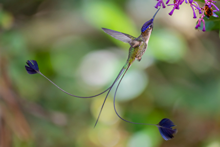Wildlife Photographer of the Year Nuveen People's Choice Award 2026 - Marvellous Spatuletail by Dustin Chen (UK): A male marvellous spatuletail hummingbird shows off its long tail while it feeds on flowers. Wildlife Photographer of the Year Nuveen People's Choice Award 2026 - Marvellous Spatuletail by Dustin Chen (UK): A male marvellous spatuletail hummingbird shows off its long tail while it feeds on flowers.