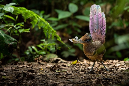 Wildlife Photographer of the Year Nuveen People's Choice Award 2026 - A Fleeting Moment by Lior Berman (Costa Rica): An elusive rufous-vented ground cuckoo plucks up a cicada in the depths of the rainforest in Costa Rica. Wildlife Photographer of the Year Nuveen People's Choice Award 2026 - A Fleeting Moment by Lior Berman (Costa Rica): An elusive rufous-vented ground cuckoo plucks up a cicada in the depths of the rainforest in Costa Rica.