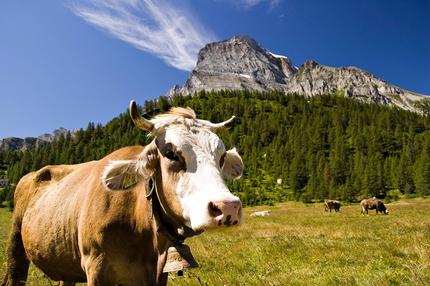 San Domenico, Alpe Veglia, Alpe Devero - San Domenico (Val Cairasca): 