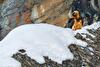 Divieti di arrampicata su ghiaccio in Valle di Cogne / Valnontey a tutela del Gipeto