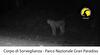 Nel Parco Nazionale Gran Paradiso un nuovo avvistamento di lince