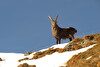 Nel Parco del Monviso un numero record di stambecchi